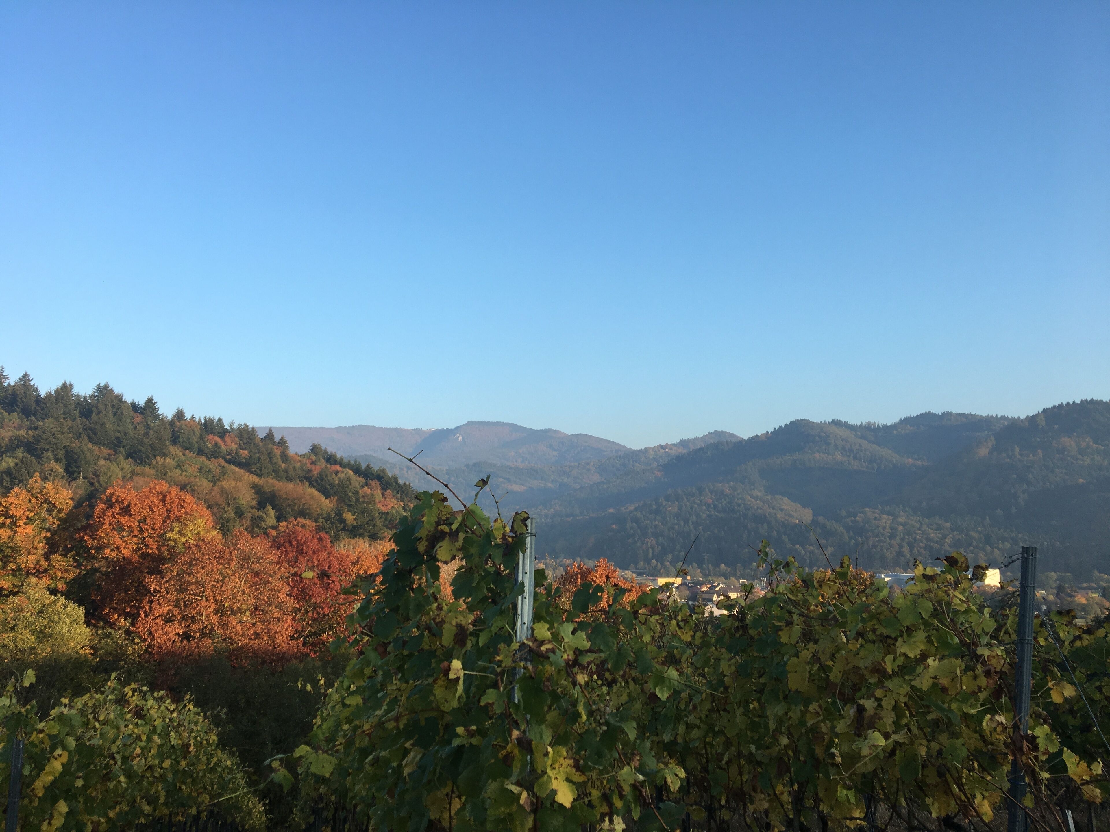 A vineyard with rows of grapevines and a backdrop of autumn-colored trees and distant hills.
