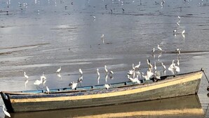 Een roeiboot met verschillende vogels erin, drijvend op rustig water.