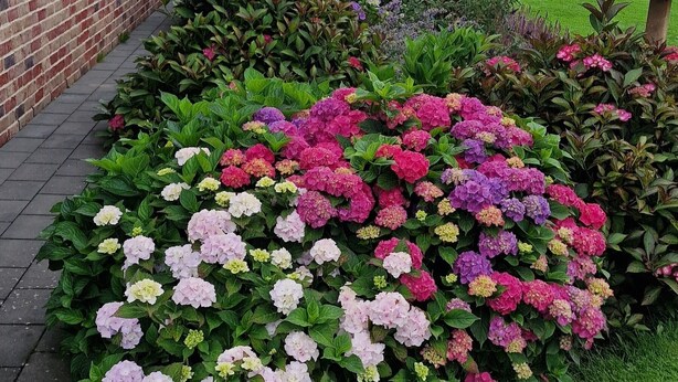 Un jardin où s’épanouit une grande variété de fleurs, avec un bâtiment en briques en arrière-plan.