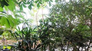 Ảnh chưa phân loại, 4 trong số 31 ảnh, nút