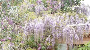 Un jardín con un camino de ladrillo que lleva a una puerta de madera.