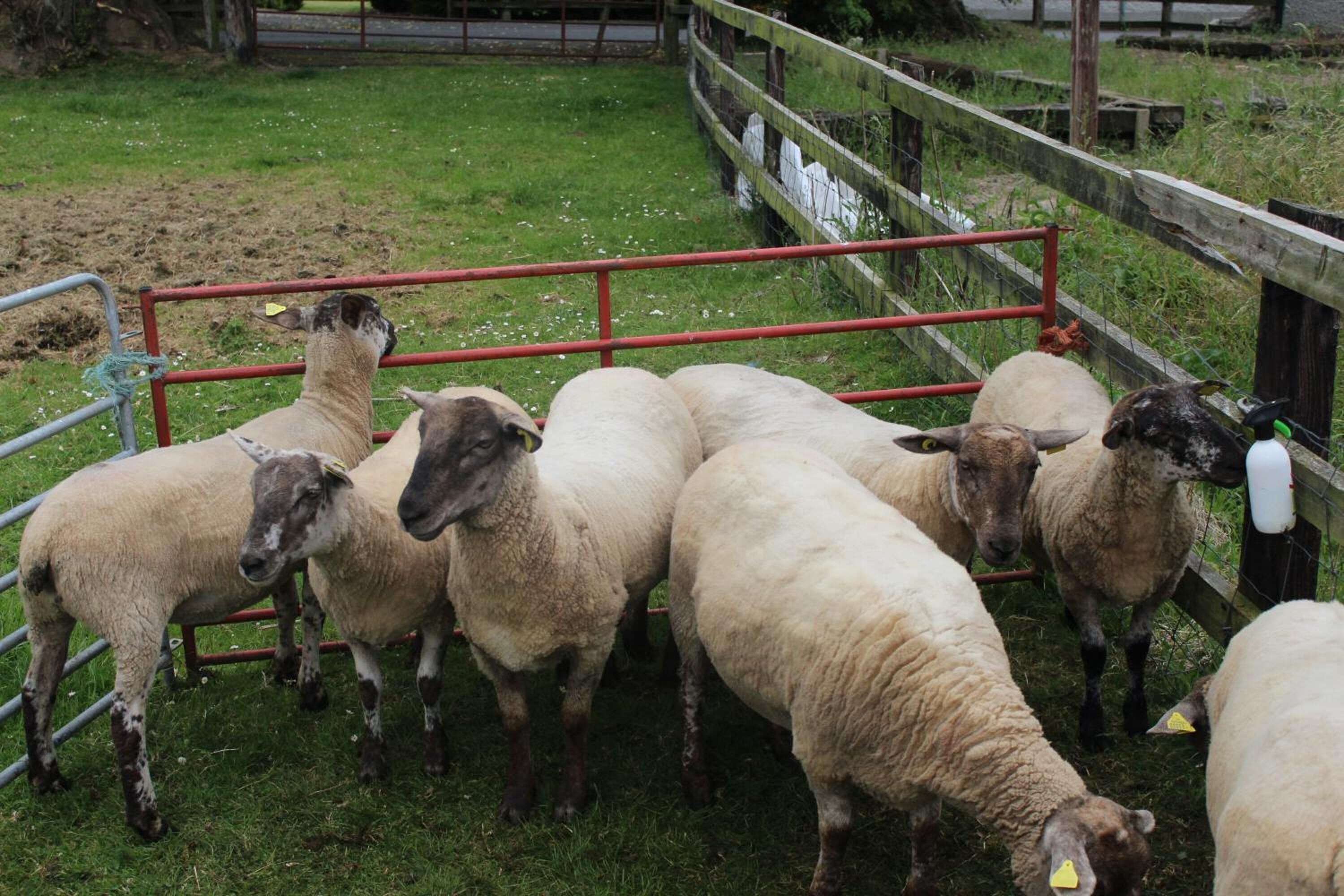 Foto - Boyne View House