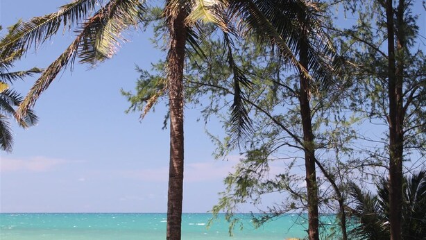 A beach with palm trees and clear turquoise water.