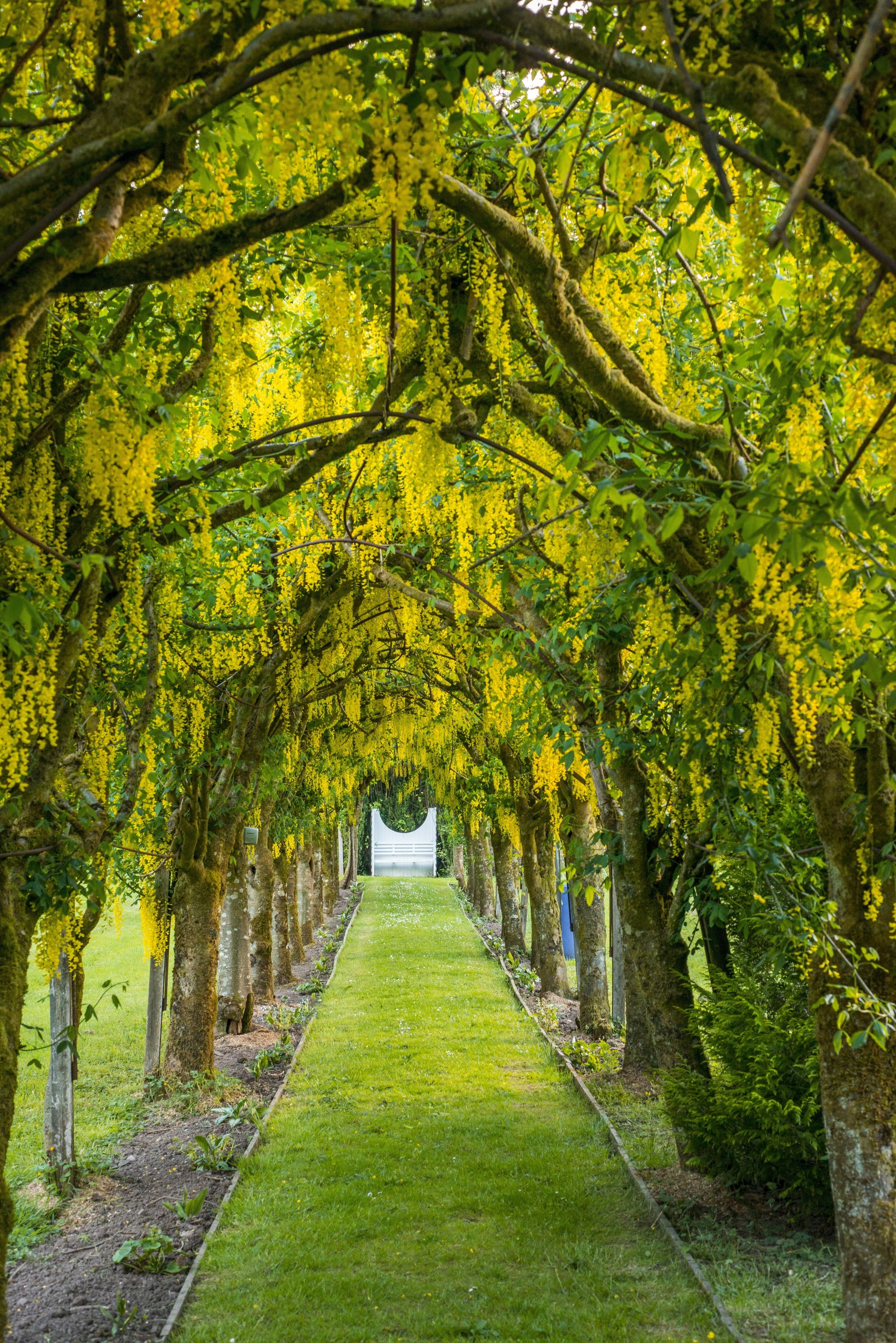 A pathway lined with trees covered in yellow flowers, leading to a white structure.