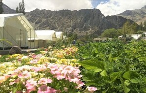 A greenhouse with a variety of flowers in the foreground and mountains in the background. - Apple Cottage Nubra - Glamping (Leh)