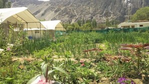 A greenhouse with a white roof, surrounded by various plants and flowers. - Apple Cottage Nubra - Glamping (Leh)