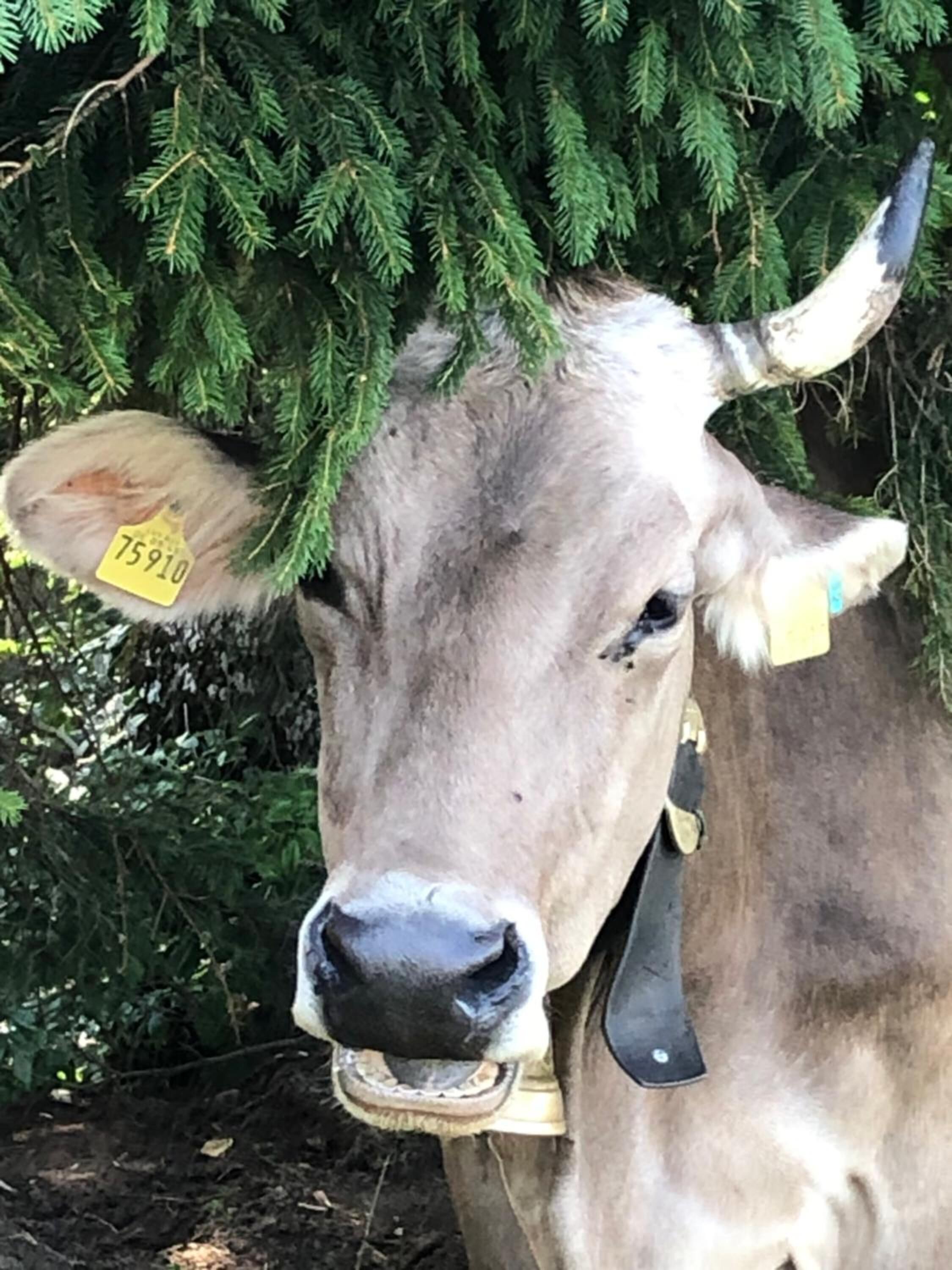A cow with a yellow ear tag and a black nose, standing in front of a green tree.