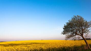 Un campo lleno de flores amarillas con un solo árbol al frente.