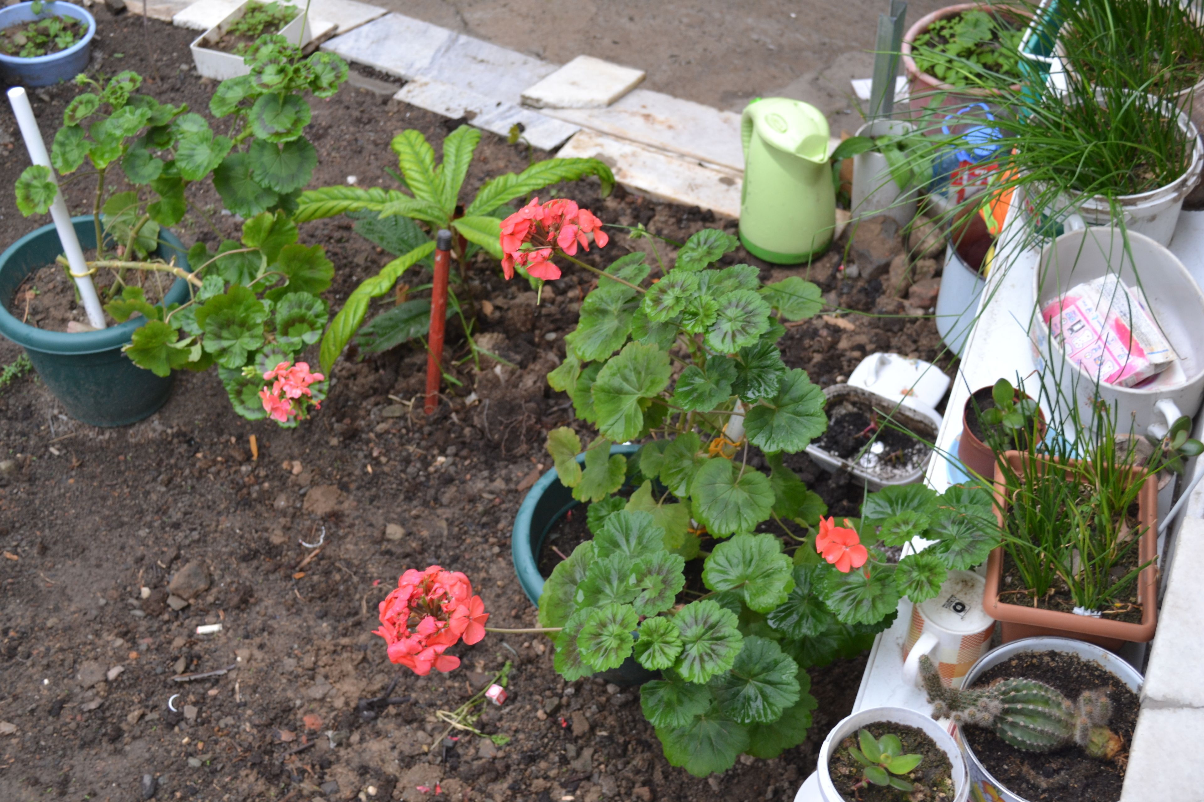 Photo - Your House In Tbilisi