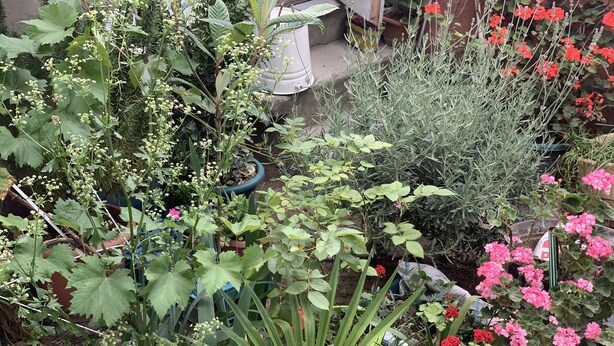 A garden with various plants and flowers, including a large green fan palm, red geraniums, and other greenery. - Your House in Tbilisi (Tbilisi)