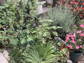 A garden with various plants and flowers, including a large green fan palm, red geraniums, and other greenery.