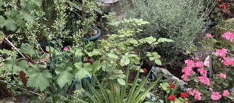 Your House in Tbilisi