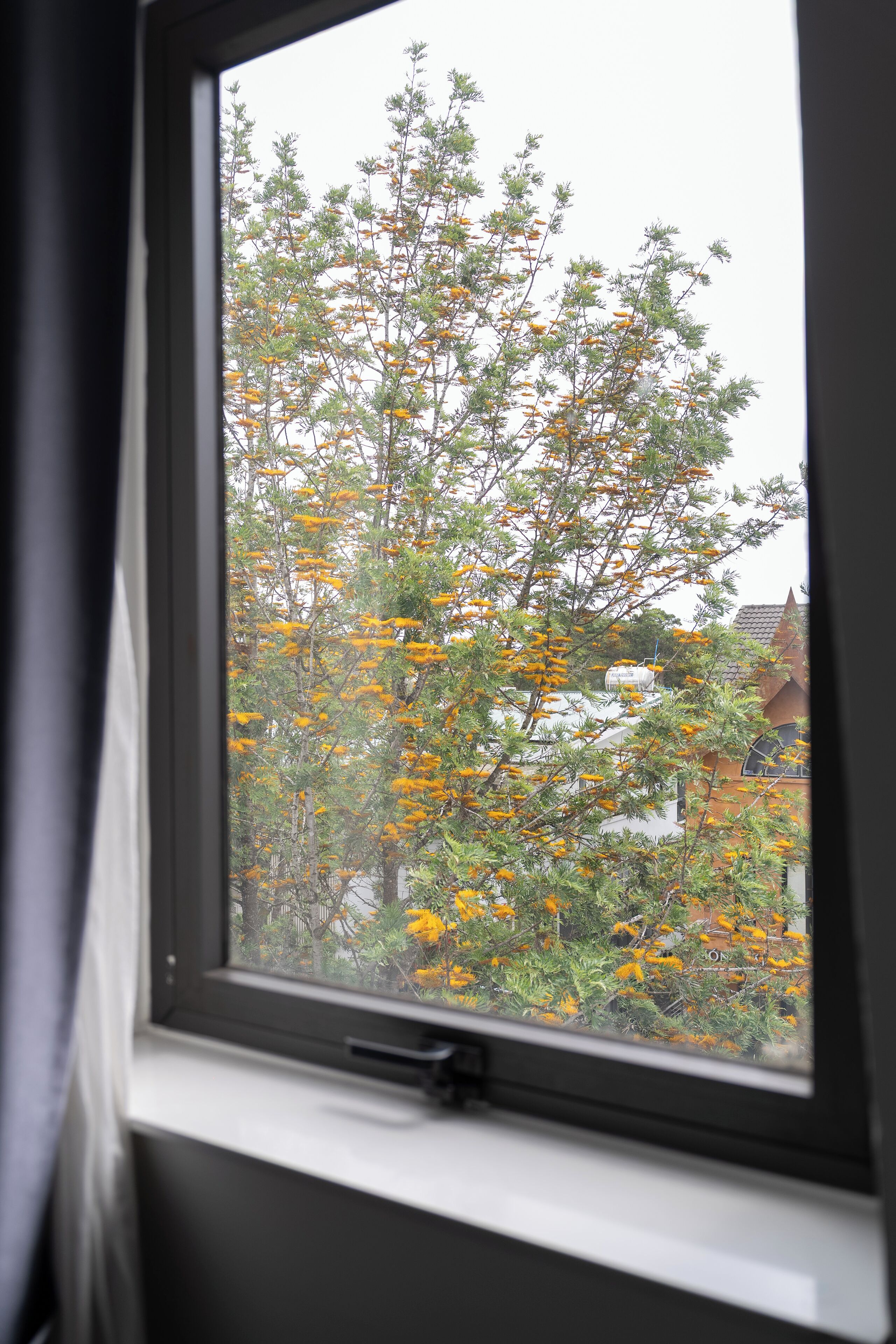 Ikkunasta avautuu näkymä puuhun, jossa on keltaisia kukkia.