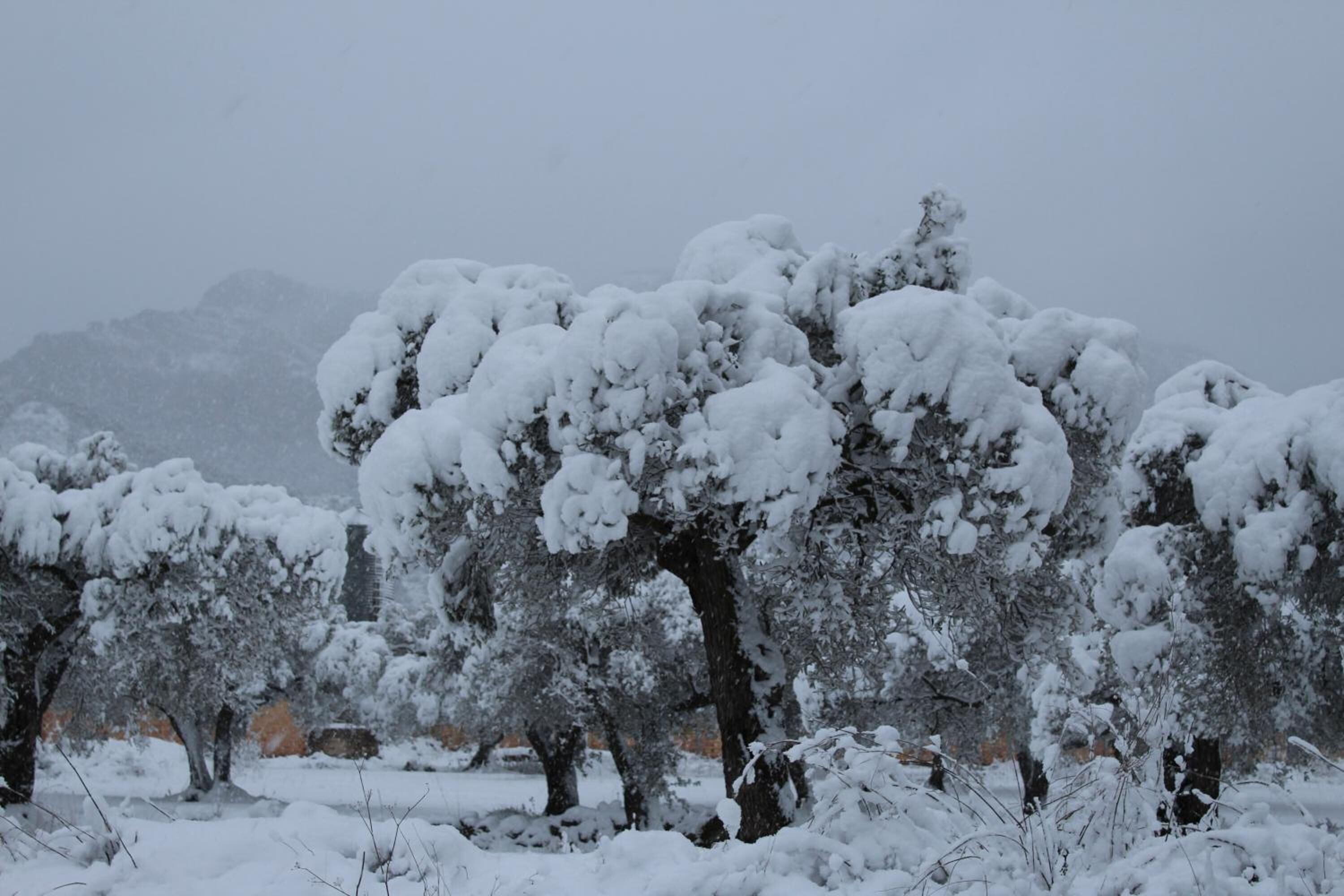 Een besneeuwd landschap met sneeuwbedekte bomen.