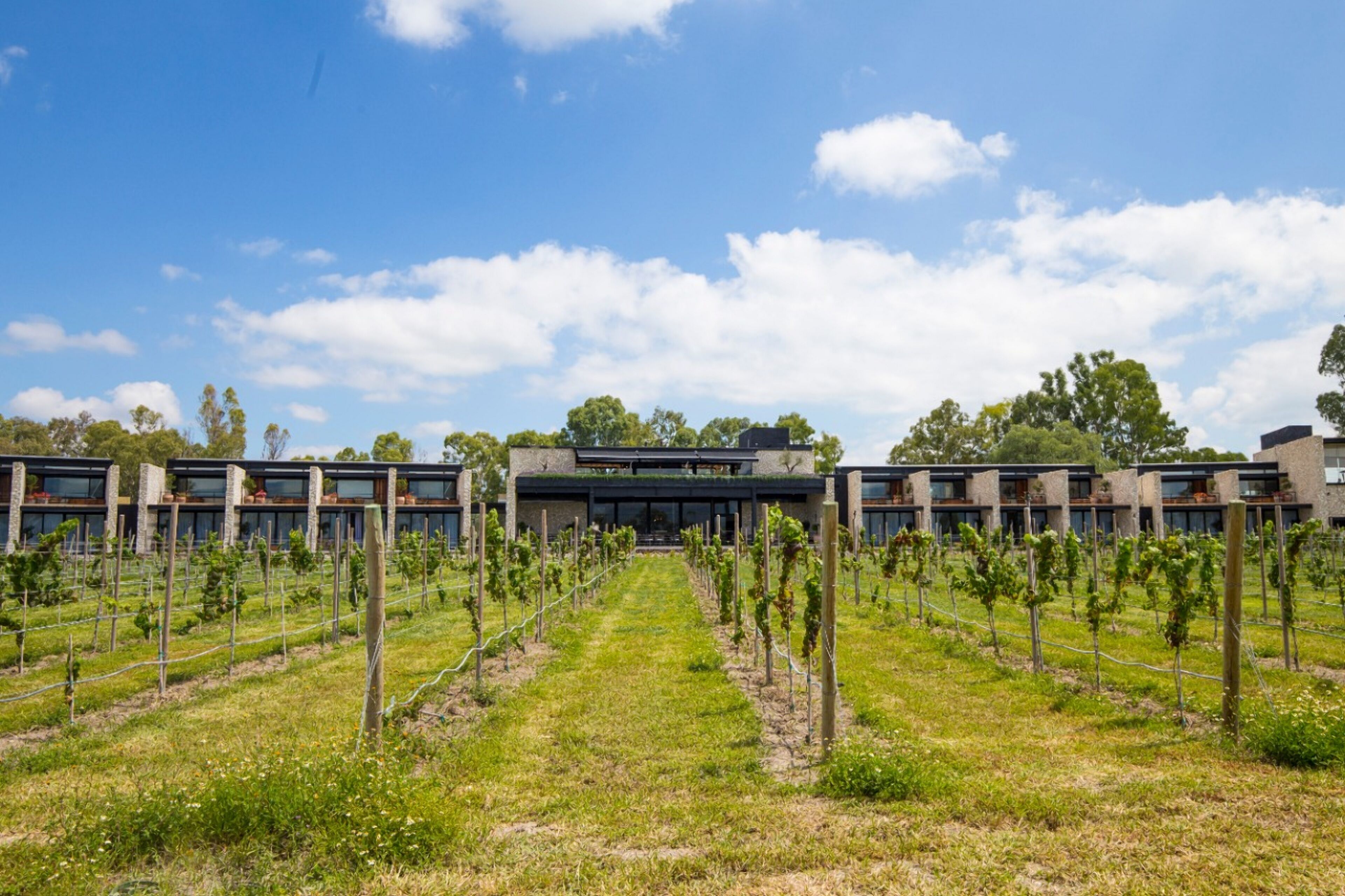 suite | vineyard view