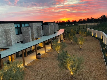 Aerial view. Viñedos San Francisco