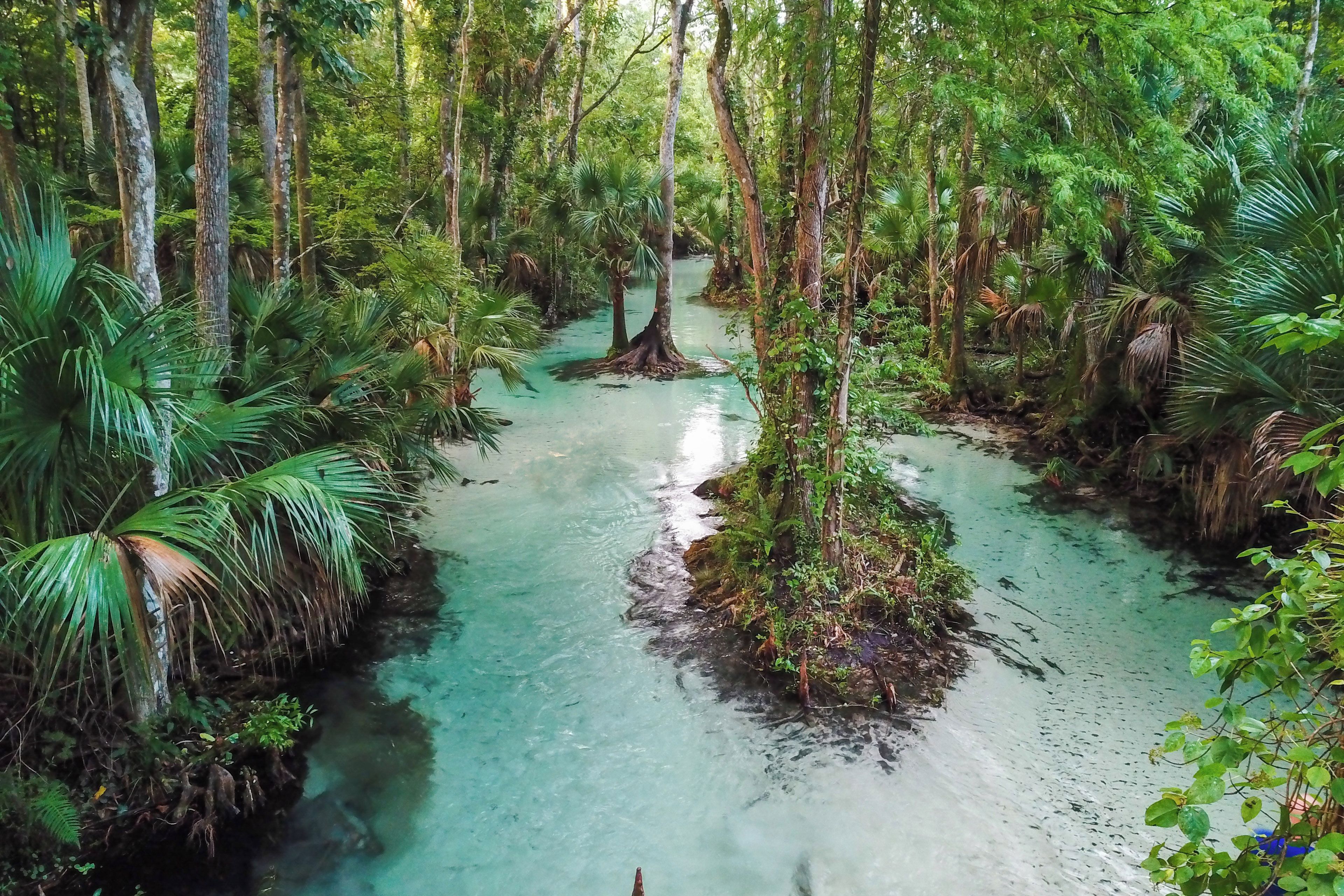 Un río serpentea por un bosque denso de árboles altos y vegetación exuberante.