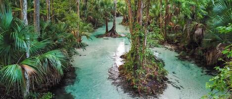Un río serpentea por un bosque denso de árboles altos y vegetación exuberante.