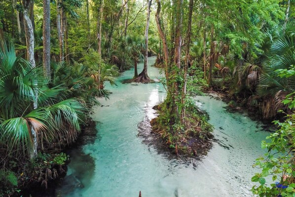 Zona boscosa con un arroyo de aguas claras rodeado de árboles y vegetación.