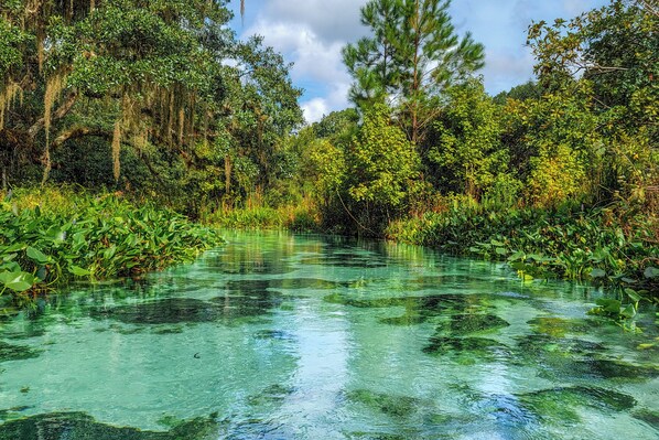A natural water body surrounded by dense vegetation and trees.