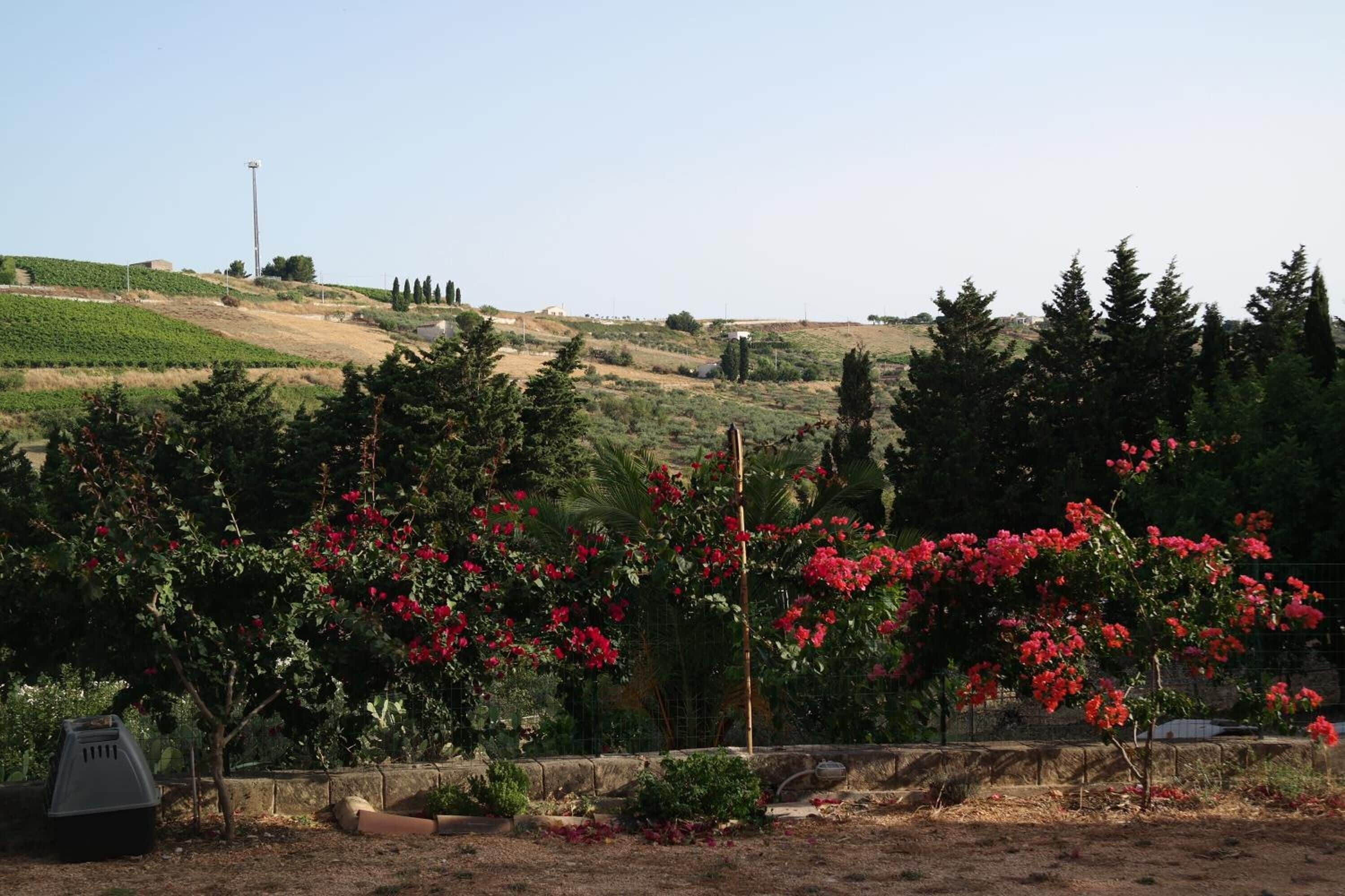 A rural landscape with a vineyard, red flowering bushes, and a stone wall.