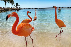 Beach nearby, sun-loungers, beach towels - Palm Beach King Bed Suite 5 mins Walkable To The Beach & Marriott Hotel (Noord)