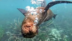 Un pez nadando bajo el agua.