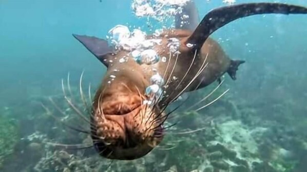 Fitness facility - Hostal Insular (Puerto Villamil)