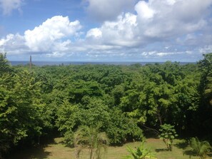 A dense forest with a clear sky and a distant view of the ocean.