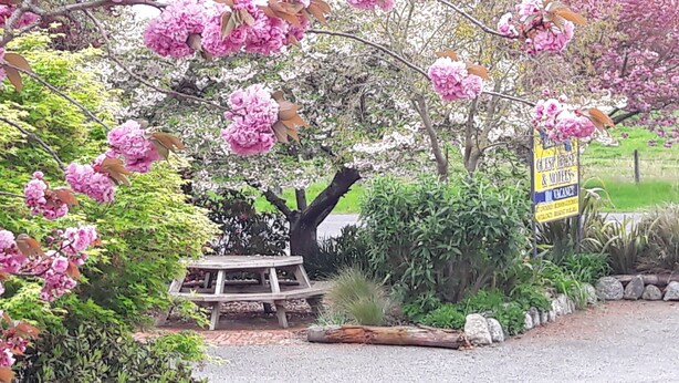 Un jardín con flores rosadas, un banco de madera y un cartel para casas de huéspedes y moteles.