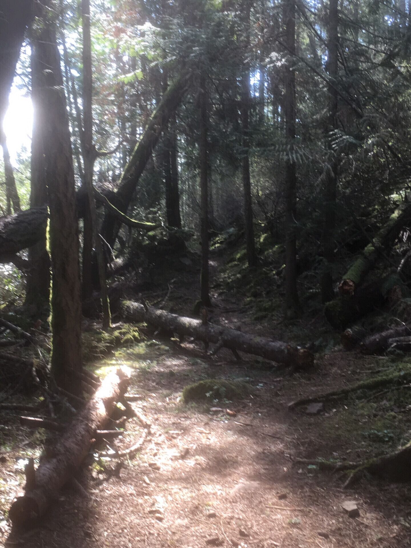 A forested area with a dirt path, trees, and fallen logs.