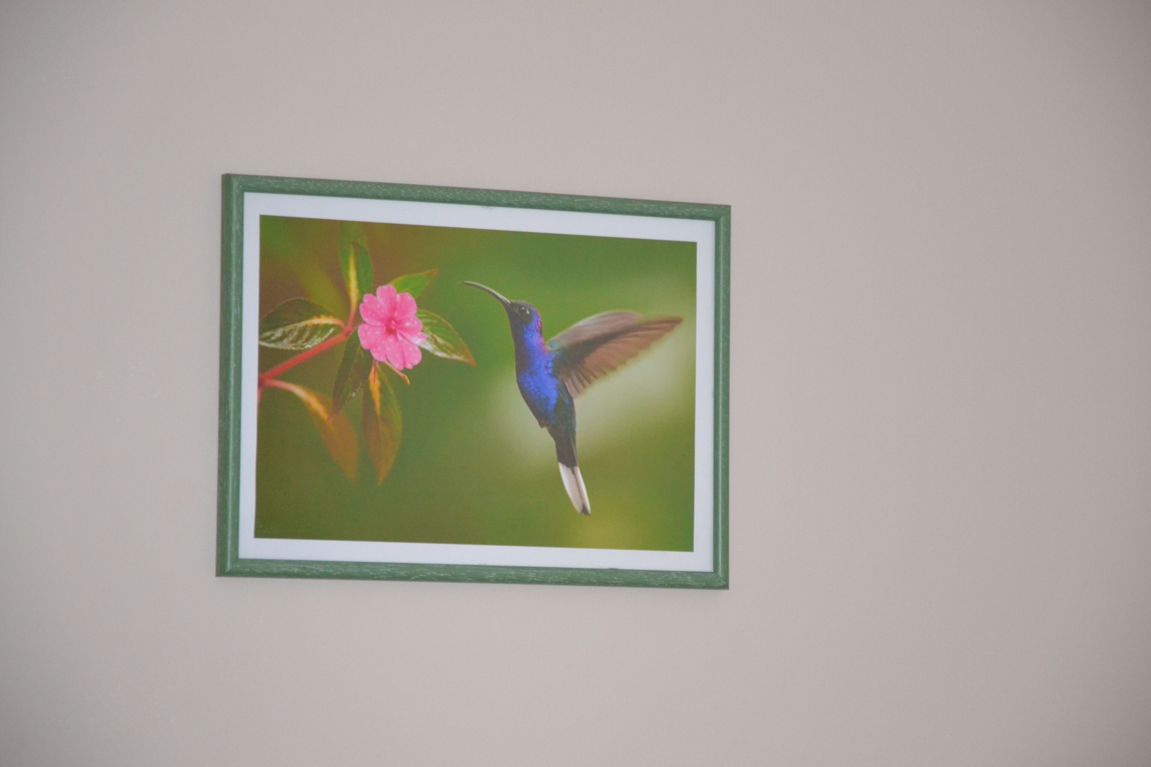 Cuadro en una pared que muestra un colibrí y una flor.