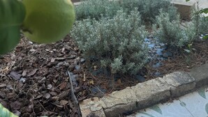 Zona de piscina con sillas de descanso, piscina y vegetación circundante.