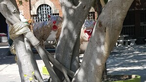 A tree with extensive roots and a bench nearby. - Plaza Hua Hin (Hua Hin)