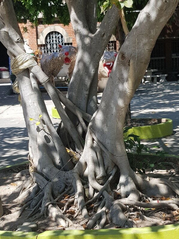 Un árbol de grandes raíces y un banco cercano.