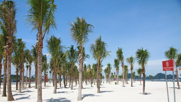 A beach with palm trees and a sign indicating a beach area. - The Marine Hotel (Bai Chay)