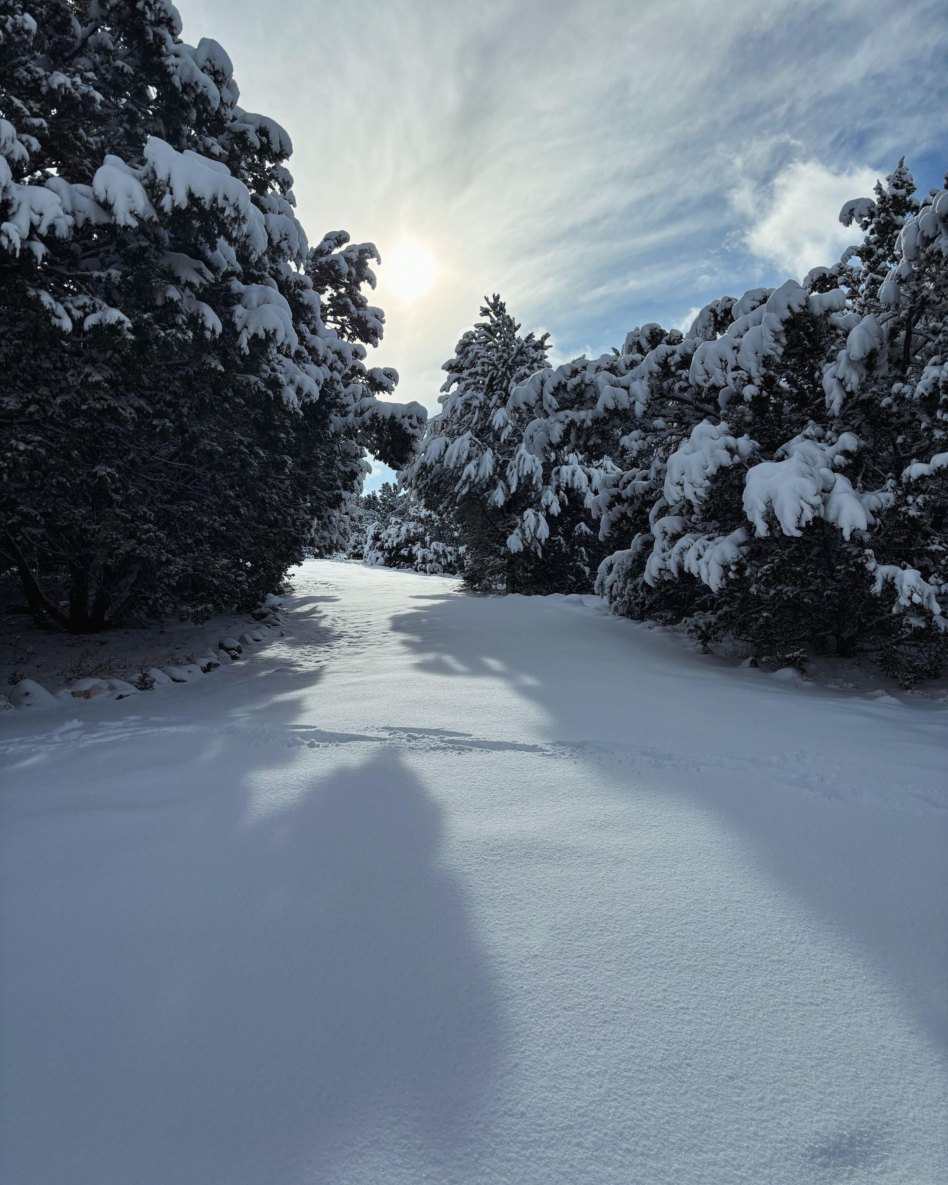 A snow-covered path flanked by trees with sunlight filtering through.