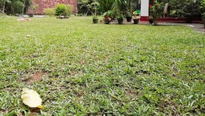 A grassy courtyard with potted plants and a brick wall. - cocos villa hikkaduwa (Hikkaduwa)