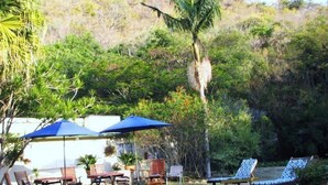 A pool area with lounge chairs and umbrellas, surrounded by lush greenery and a palm tree. - Fountain Baths Guest Cottages (Barberton)