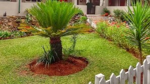 A building with a green roof, a reception area, and a garden with a palm tree. - Fountain Baths Guest Cottages (Barberton)