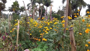 Un jardin agrémenté de diverses plantes à fleurs et d’arbres.