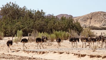 Game drive