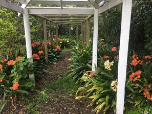Ein Gartenweg unter einer weißen Pergola mit orangefarbenen und gelben Blüten.