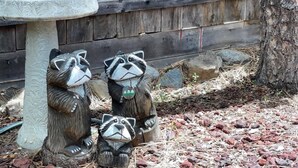Two raccoon statues, a stone birdbath, and a wooden fence in a garden setting. - River Cabin (Ruidoso)