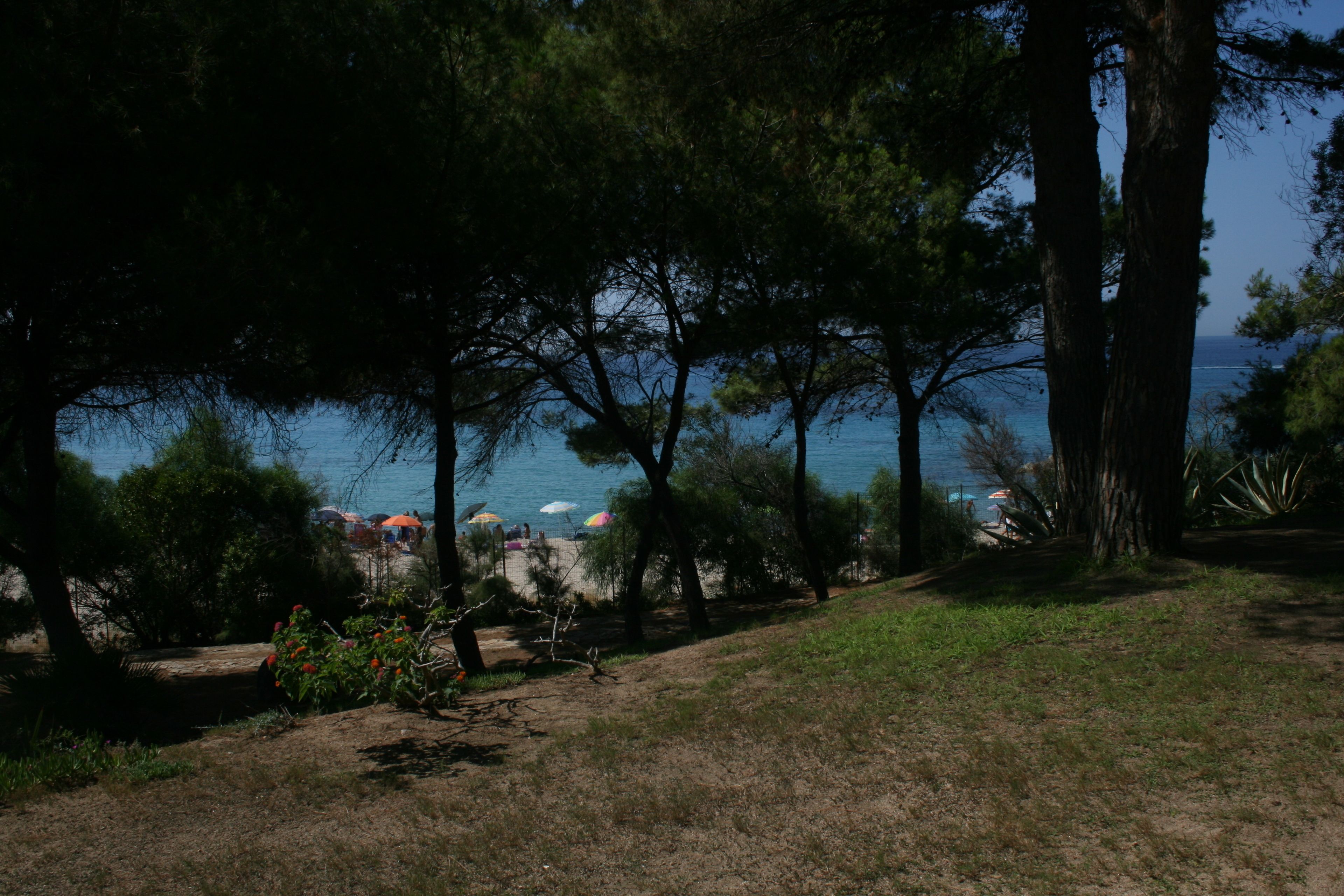 A beach with trees, a sandy area, and umbrellas.