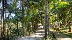 A paved pathway lined with palm trees and street lamps, leading towards a building in the distance. - Residencial Sênior Club Leger (São Paulo)