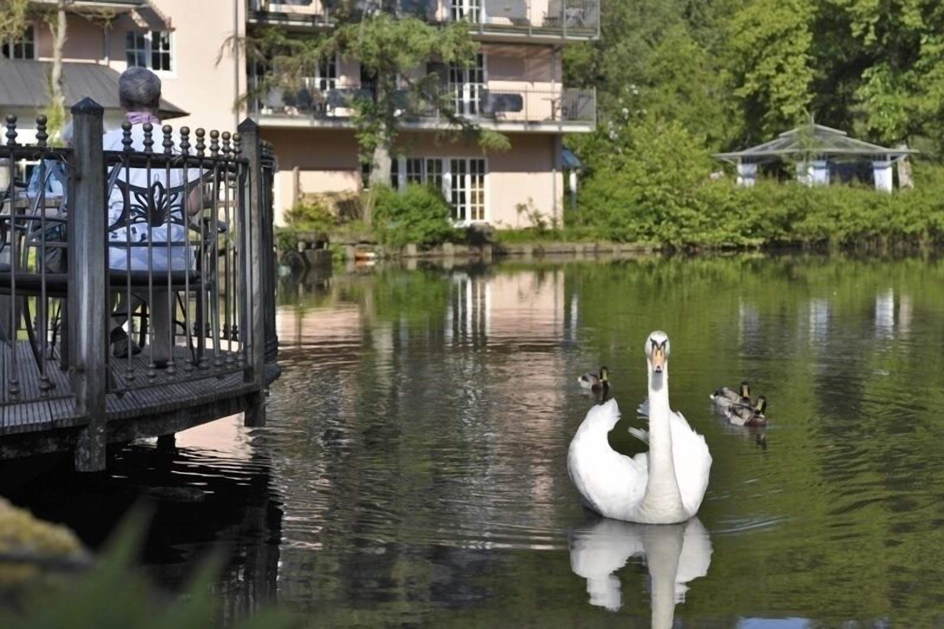 En svane svømmer i stille vand med en sommerpavillon og et hegn i forgrunden.