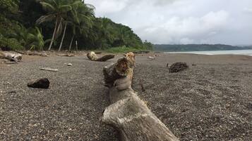 Una playa de guijarros con un tronco grande y erosionado en primer plano, palmeras y un mar tranquilo al fondo.