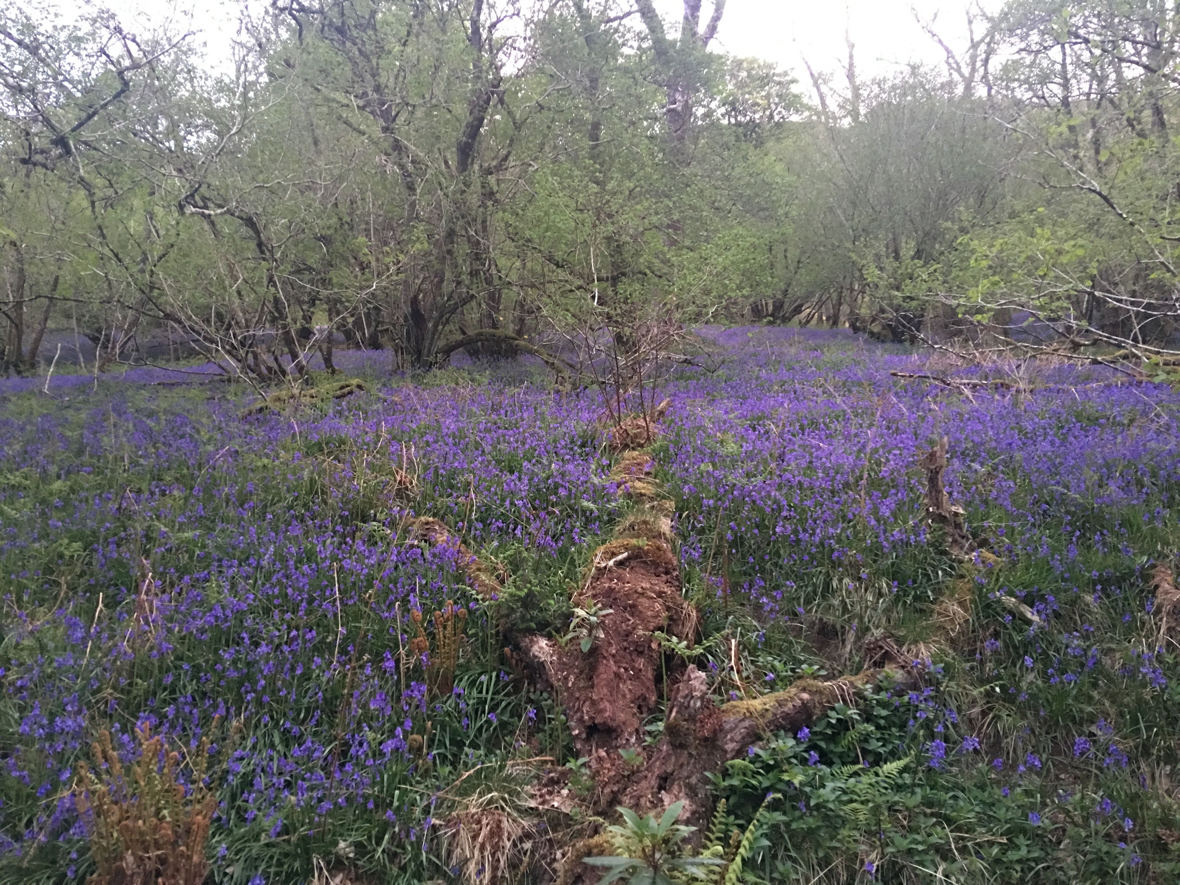 A natural landscape with a field of purple flowers and trees in the background.