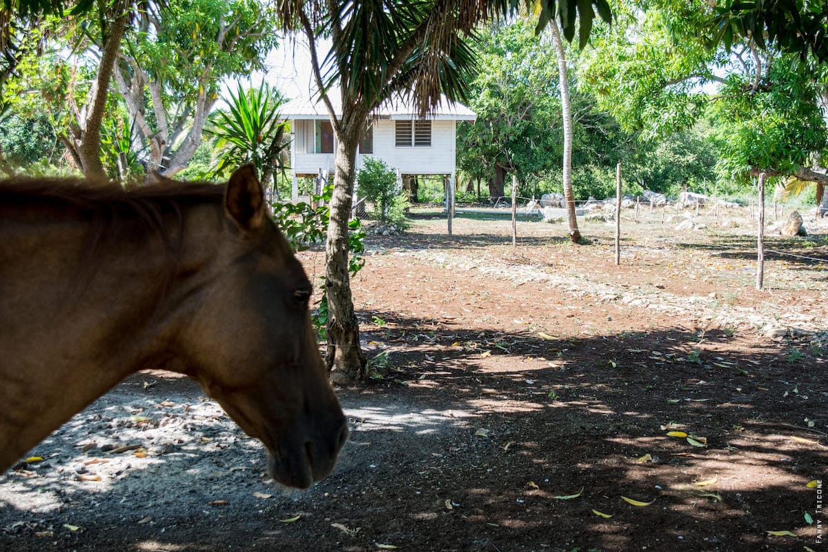 Un cavallo in un ambiente naturale, con un edificio bianco sullo sfondo.